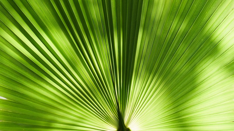 Green Leaf Plant Background