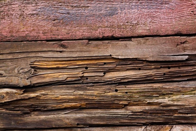 Plank Rotten Wood Woodworm Texture